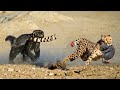 OMG! Honey Badger Bit off Leopard&#39;s Tail When it Tried Attack Baby Honey Badger - Leopard vs Impala