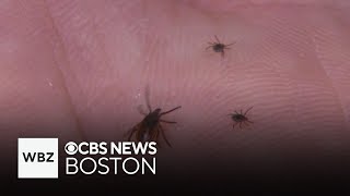 In a year expected to be one of the worst for ticks, Powassan virus found in Sharon