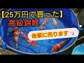 【２５万円で買った高級錦鯉】譲ります。そしてプレゼントも！　自宅池　アクアリウム　錦鯉飼育　Bomb buying　Amazing Koi　ปลาคราฟ　当歳　加温飼育