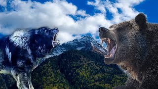 illyrian shepherd vs bear test ( livestock guard dog vs bear test )
