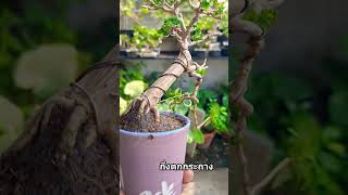 กึ่งตกกระถาง bonsai บอนไซ tonlekbonsai