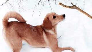 Неуловимая смешная собака Челлендж с палкой Видео для детей LizaTube Неуловимая смешная собака Челлендж с палкой Видео для детей LizaTube