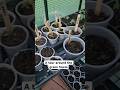 Goviral Garden Trendingshorts Shortsfeed Viralshort 