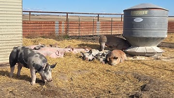 Pig Working Pens - Redesign and Fall Projects