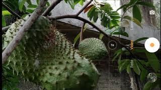 cara kece buat video pohon sirsak