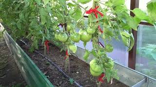Жара выше 30! Завязь томатов в теплице осыпается... Как исправить ситуацию?