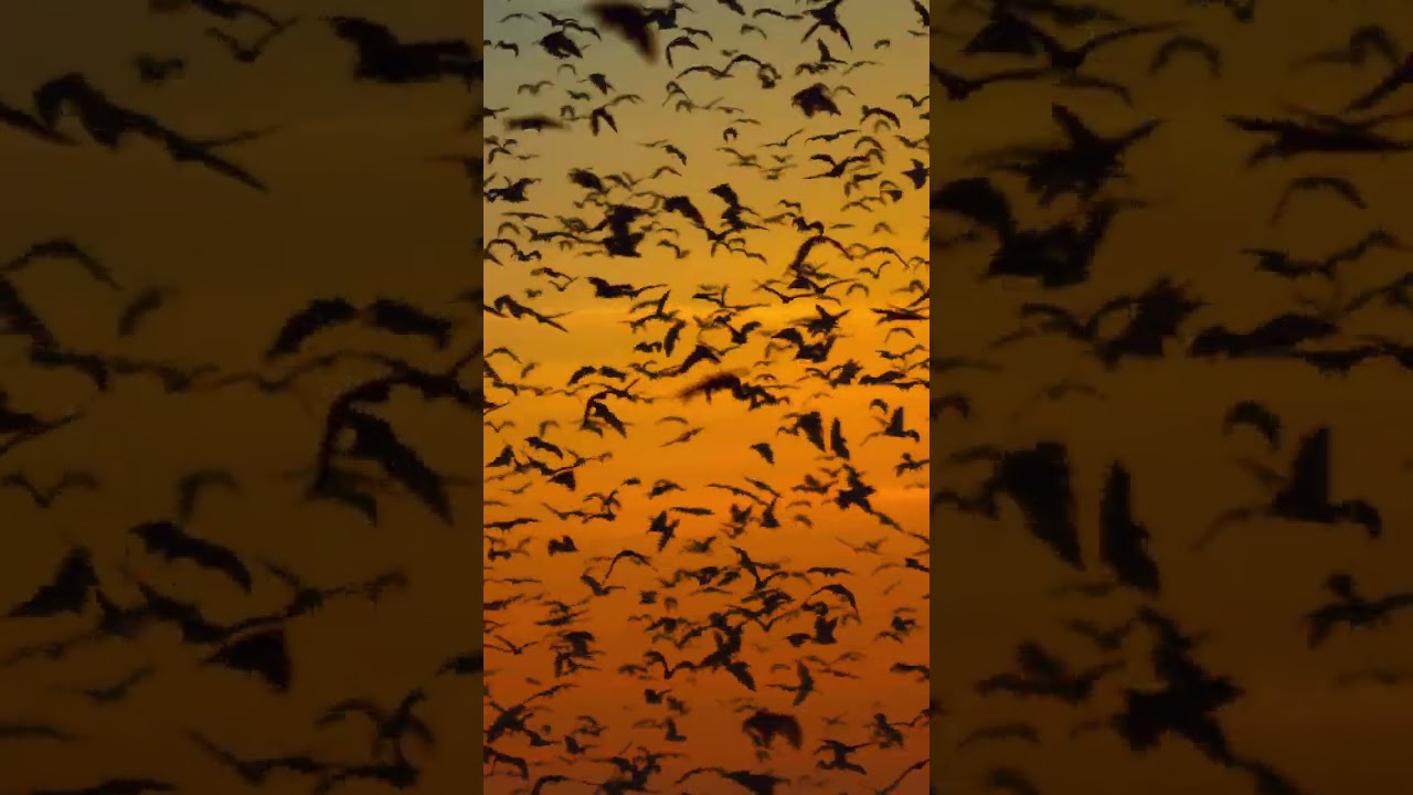 Film backdrop image for 10 million bats migrate to Kasanka National Park at the start of the rainy season. shorts (2022)