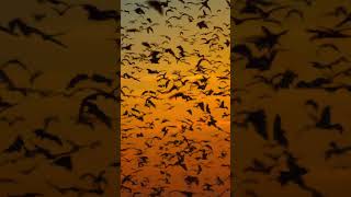 10 million #bats migrate to Kasanka National Park at the start of the rainy season. #shorts