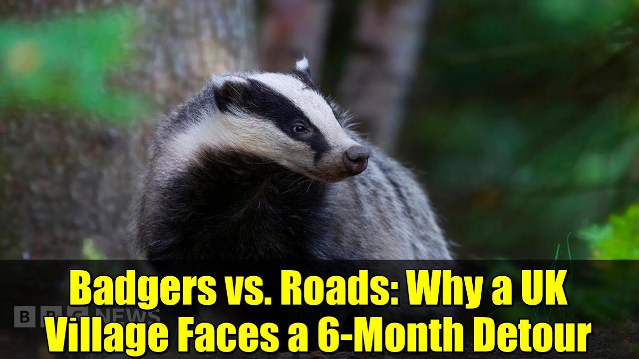 Барсуки против дорог: почему одной британской деревне предстоит шестимесячный объезд