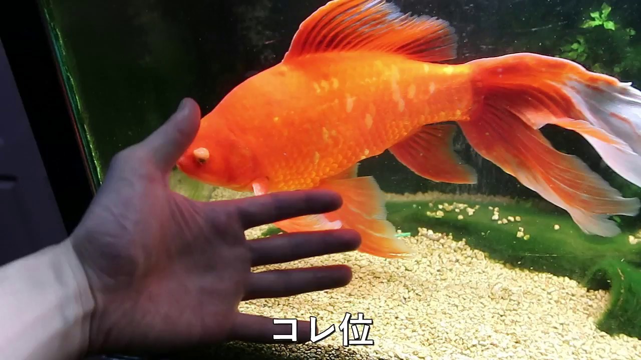 屋外飼育の巨大な金魚を紹介 Youtube