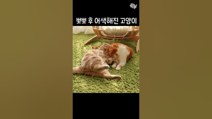 뽀뽀 한 번에 얼어버린 냥이들? ㅋㅋㅋ 세상 어색한 공기