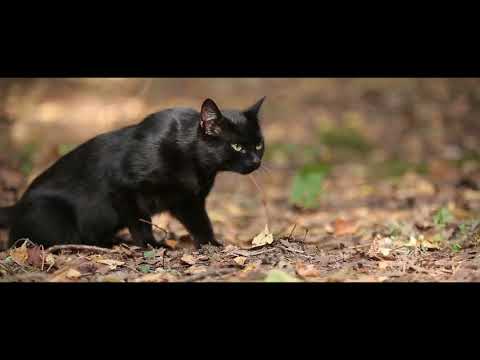 Wideo: Kot Syjamski Nie Jest Tak Powściągliwy, Jak Się Wydaje