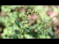 Good King Henry (Chenopodium bonus henricus)