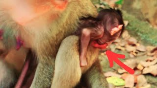 BoBi Eat Bean So Sweet And Delicious - Baby Monkey Crawling in Forests screenshot 4