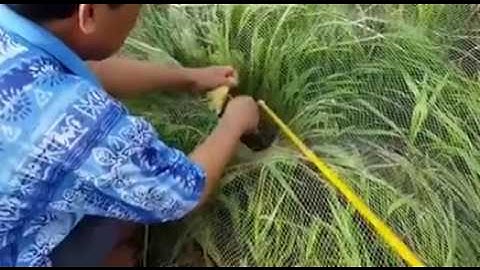 Tuyệt chiêu câu cá lóc bằng vịt con ở miền Tây