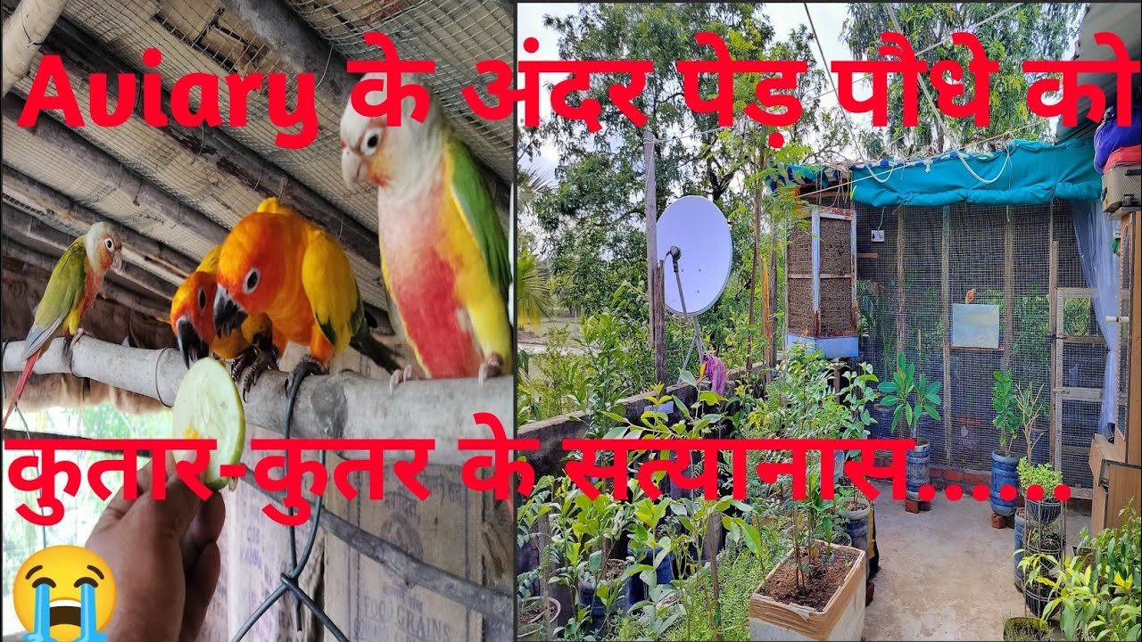 Birds Outdoor Aviary Setup / Bird Farm Aviary Colony New Setup Tips / Bird Parrot Breeding Farm. 2