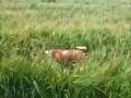 Lucie and lottie my basset hounds romping in the barley