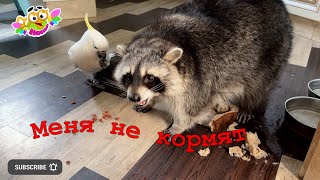 What should a raccoon do if he is not allowed to eat? Что делать еноту, если ему не дают есть?