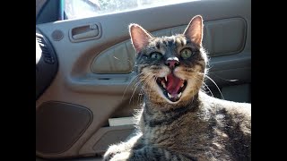 Join me live as I react to the funniest cat videos on the web.  But are they really hilarious? by Just a Foster Cat Mom 838 views 1 year ago 5 minutes, 9 seconds