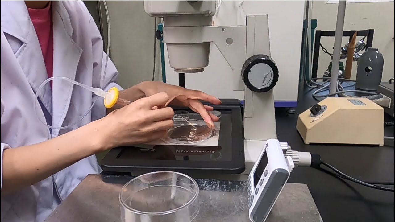 10分でわかる！ブタ胚のガラス化保存法