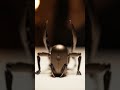 Capsule to Mechanical Scorpion Transformation 🦂⚙️ | Hyper-Realistic AI ASMR