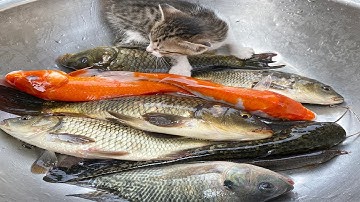 Kem Chanel tìm các con vật trốn trong quả bóng bay: con cá, cá chép, cá vàng, gà màu sắc, con mèo.