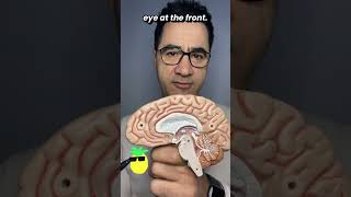 How Your Brain Decodes Vision (Primary Visual Cortex Explained)