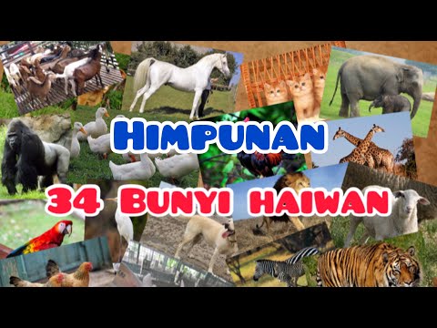 Bunyi Haiwan |