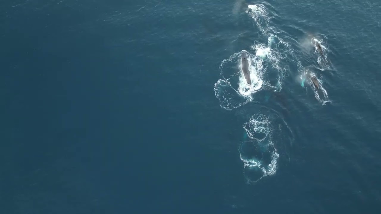 Paddlers head out to see whale competition pod
