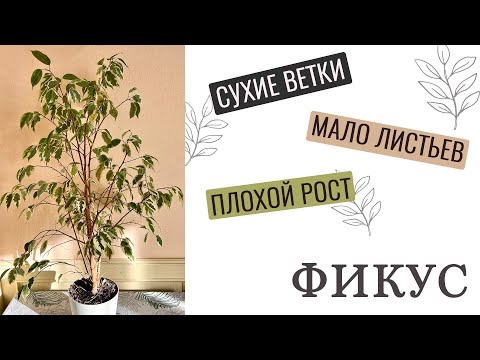 №50. Как сделать фикус пушистым? Минимальная обрезка, а результат уже через 2 месяца!