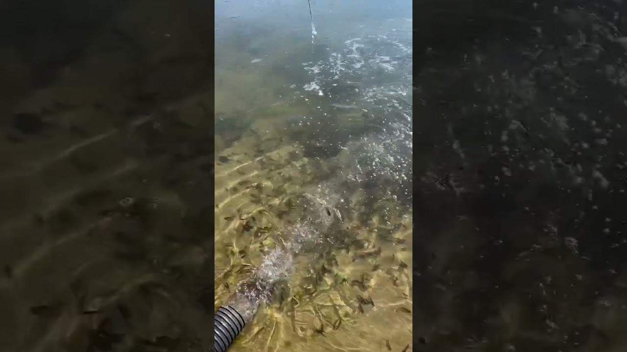 MASSIVE Fish STOCKING‼️