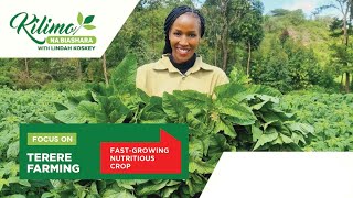 Focus on Terere Farming | Kilimo na Biashara