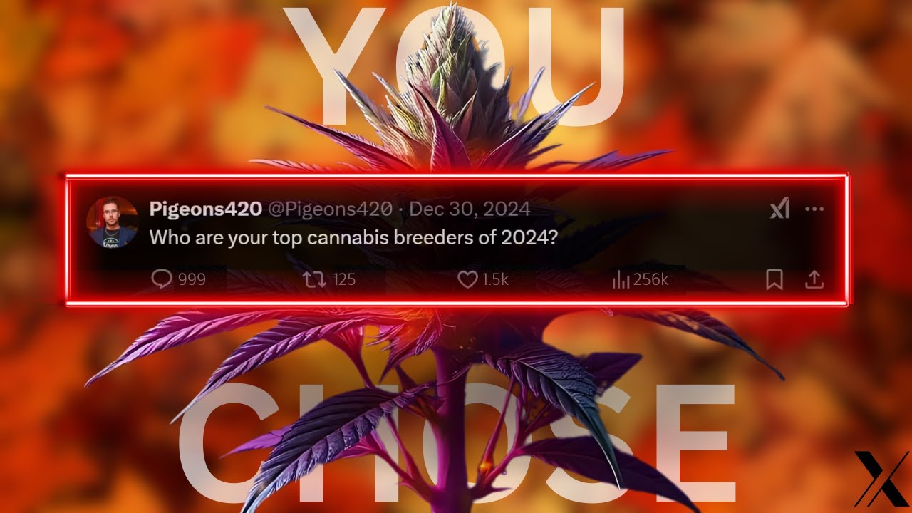 Your TOP Cannabis BREEDERS of 2024