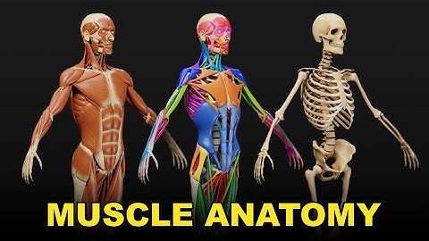 Ecorche - Muscle Anatomy Visualized