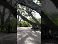#florida #marieshelbybotanicalgarden #shorts #short #shortvideo #slowtv