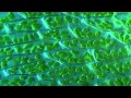 Moss leaf  hypnum cupressiforme  1000x microscope