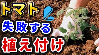 【第7回】失敗するトマトの植え付けとは？【5つポイント】【初心者も分かる】