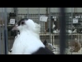 Чистые голуби в Сокольниках 2015 тульские и киевские