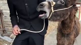 Funny Donkey Sound
