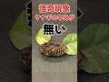 怪奇現象 サナギの中身が無い #クワガタ #カブトムシ #shorts