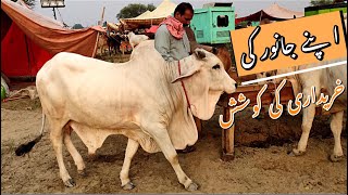 Bargaining For My Cow | COW MANDI ME HUMARA SOODA PRT 1 BAKRA EID 2020 | Cow Mandi 2020 Lahore