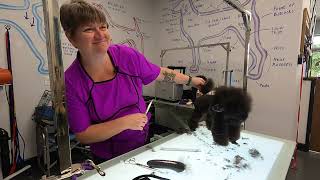 How to trim your toy poodle English saddle  part 6 @DogGroomingTV