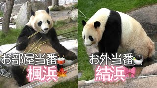 【とある日のパンダ】結浜お外で度風呂w楓浜ポジションが独特w【パンダ姉妹】Giant Panda Yuihin\Fuhin