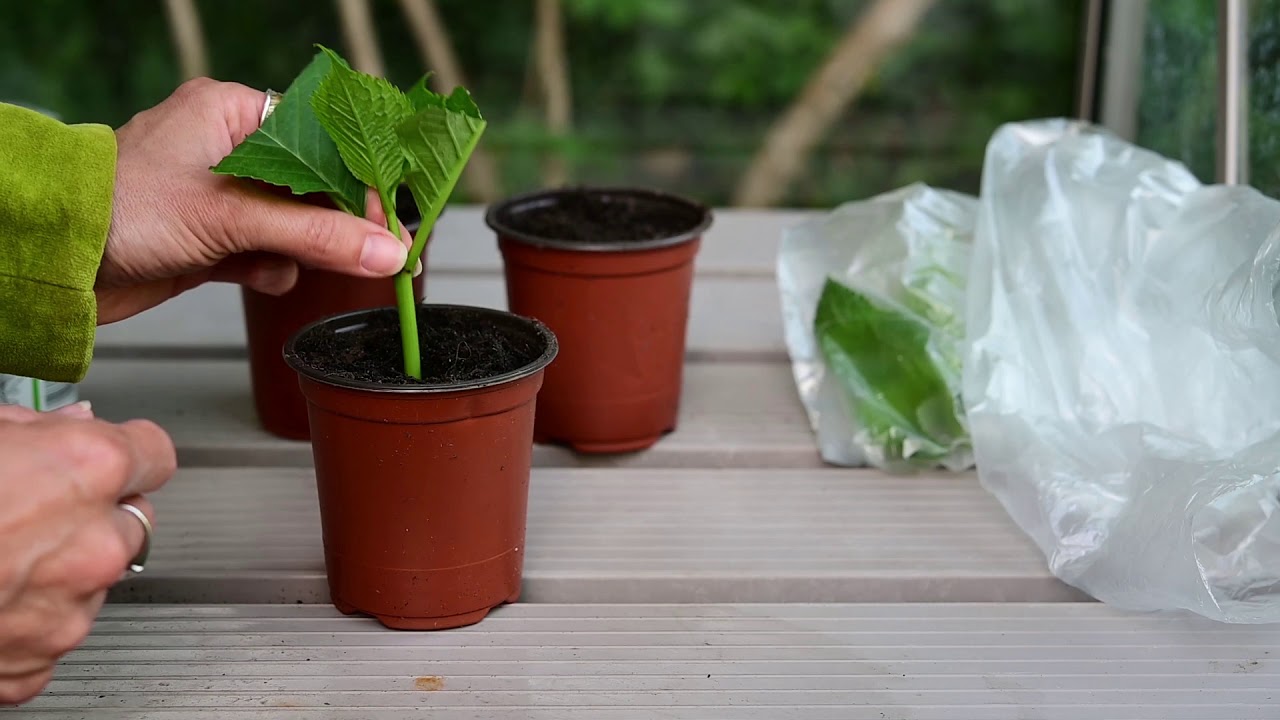 Softwood Cuttings YouTube