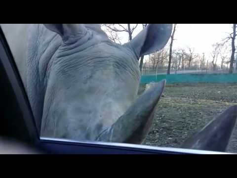 Video: Quando Aprirà Il Safari Park Nella Regione Di Mosca?