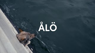 Tamaskan and Basenji dogs hike Ålö, Stockholm Archipelago! by Emil Sahlén 281 views 9 months ago 16 minutes