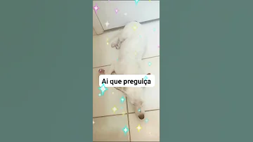 Seda Simba 