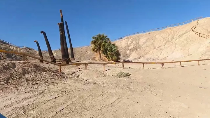 Honda Monkey likes Palm Wash