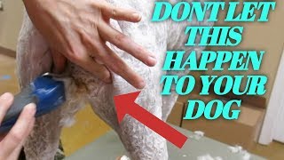 A Groomers Dirty Moments Do Not Let Your Dog Get This