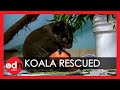 Koala Rescued From Bushfire Recovers in Hospital